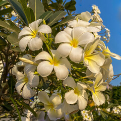 Frangipani flowers bloom outdoors with a square dimensions view