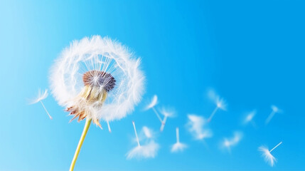 Dandelion flowers blowing in the wind against a blue sky background