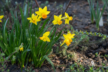 Yellow daffodil flowers in a spring flower bed in the garden