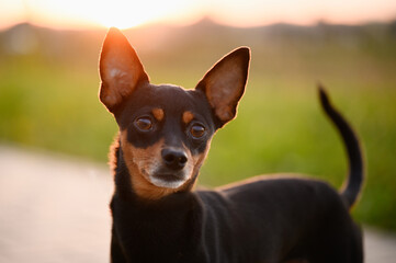 Smooth-haired Russian Toy Terrier dog on a summer sunny day at sunset during a walk. Indoor and...