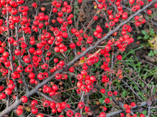 Winterberry Holly bush with red berries close up