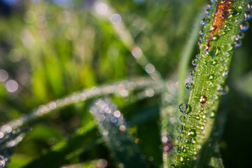 Closeup of lush uncut green grass with drops of dew in soft morning light. Beautiful natural rural landscape for nature-themed design and projects