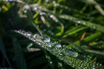 Closeup of lush uncut green grass with drops of dew in soft morning light. Beautiful natural rural landscape for nature-themed design and projects