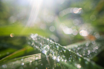 Closeup of lush uncut green grass with drops of dew in soft morning light. Beautiful natural rural landscape for nature-themed design and projects