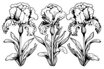 Vintage Floral Vector Illustration: Iris Flowers in Art Nouveau Style, Black Outlines,