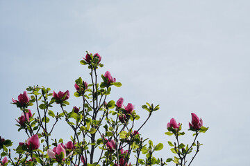 Magnolia Soulangeana 'Rustica Rubra' Flowers. Pink magnolia flowers on top of a tree with green...