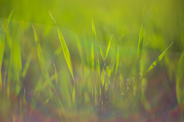 Fresh green grass on a sunny summer day close-up. Beautiful natural rural landscape with a blurred...