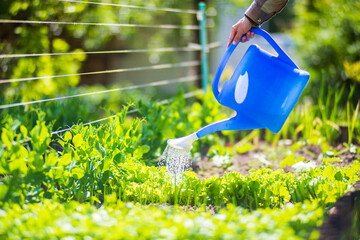 Watering vegetable plants on a plantation in the summer heat with a watering can. Gardening...