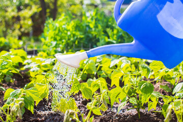 Watering vegetable plants on a plantation in the summer heat with a watering can close-up....