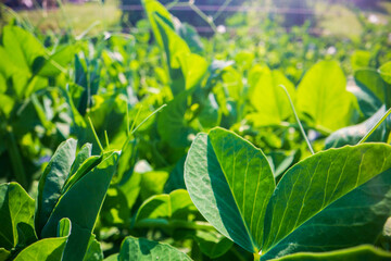 Stem and leaves of pea close-up in the farm. Green fresh natural food crops. Gardening concept. Agricultural plants growing in garden beds