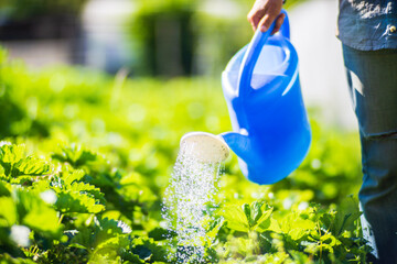 A farmer with a garden watering can is watering vegetable plants in summer. Gardening concept....