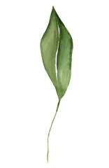 Watercolor green leaf isolated illustration, botanical or woodland wedding element
