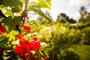 Ripe, juicy currant. Garden fruit bush. Beautiful natural rural landscape with strong blurred background. The concept of healthy food with vitamins