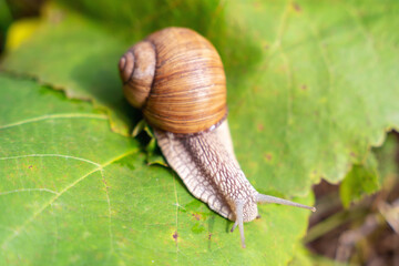 Beautiful garden snail crawling up the branch