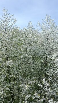 The blooming trees with white flowers in spring.