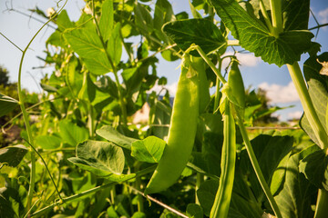 Green pea vegetables in the garden. Close-up of fresh peas and pea pods. Organic and vegan food....