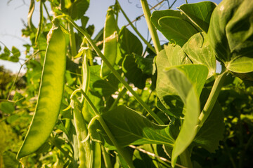 Green pea vegetables in the garden. Close-up of fresh peas and pea pods. Organic and vegan food. Agricultural plants growing in garden beds