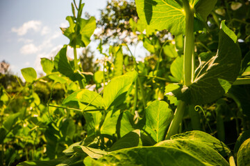 Green pea vegetables in the garden. Close-up of fresh peas and pea pods. Organic and vegan food. Agricultural plants growing in garden beds