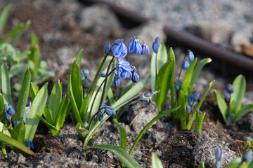 Scilla spring flowers primroses. Blue bud. Bush in a flowerbed. Scilla siberica Andrews. Snowdrops - obrazy, fototapety, plakaty