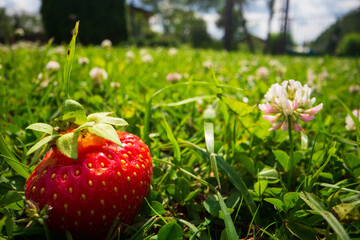 Close up view of strawberry harvest lying on green grass in garden. The concept of healthy food, vitamins, agriculture, market, strawberry sale
