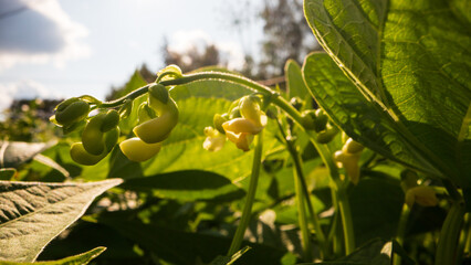 Stem and leaves of beans close-up in the farm. Green fresh natural food crops. Gardening concept....