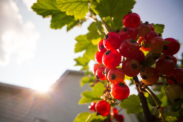 Ripe, juicy currant. Garden fruit bush. Beautiful natural rural landscape with strong blurred background. The concept of healthy food with vitamins