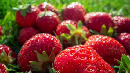 Close up view of strawberry harvest lying on green grass in garden. The concept of healthy food, vitamins, agriculture, market, strawberry sale
