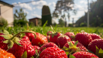 Close up view of strawberry harvest lying on green grass in garden. The concept of healthy food,...