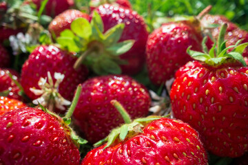 Close up view of strawberry harvest lying on green grass in garden. The concept of healthy food, vitamins, agriculture, market, strawberry sale