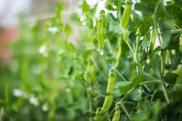 Green pea vegetables in the garden. Close-up of fresh peas and pea pods. Organic and vegan food. Agricultural plants growing in garden beds