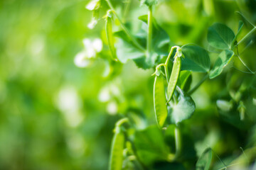 Fototapeta na wymiar Green pea vegetables in the garden. Close-up of fresh peas and pea pods. Organic and vegan food. Agricultural plants growing in garden beds