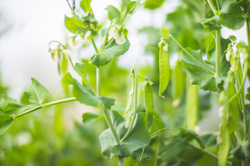 Green pea vegetables in the garden. Close-up of fresh peas and pea pods. Organic and vegan food. Agricultural plants growing in garden beds