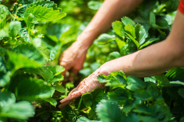 Farmer's hands close-up harvest crop of strawberry in the garden. Plantation work. Harvest and...