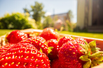 Close-up strawberry crop lying in a basket on green grass in a garden. The concept of healthy food,...