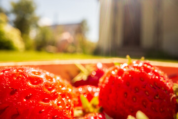 Close-up strawberry crop lying in a basket on green grass in a garden. The concept of healthy food,...