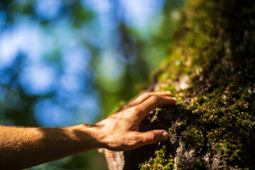 A man's hand touch the tree trunk close-up. Bark wood. Caring for the environment. The ecology concept of saving the world and love nature by human