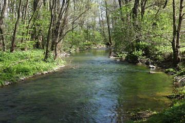 a landscape with a stream in the forest in spring time