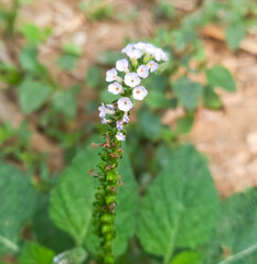 Heliotropium indicum with a natural background. Also called Sangketan, buntut tikus, Indian...