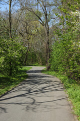 Fototapeta na wymiar landscape with a path in the park