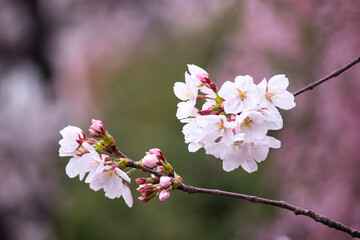 日本の春　ピンクの枝垂れ桜を背景にした美しい”染井吉野”　（2024年の春は、桜が遅かったために、この風景が撮れました。例年は、枝垂れ桜は、終わっています。）