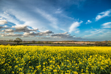 Rapeseed, also known as oilseed rape, is a bright-yellow flowering member of the family...