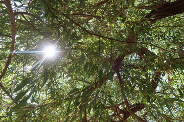 Tree top branches and leaves of an old tree in saint Catherine in Egypt