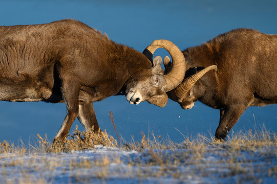 Rocky mountain bighorn rams headbutting (ovis canadensis) during the rut (mating) season, Jasper National Park, UNESCO World Heritage Site, Alberta, Canadian Rockies, Canada