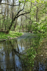 Fototapeta premium landscape with a river in the forest in the spring time 