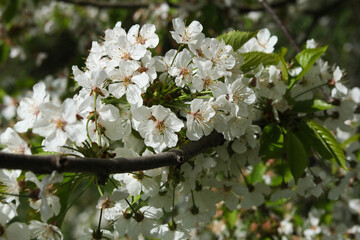 white flowers of a cherry tree in spring
