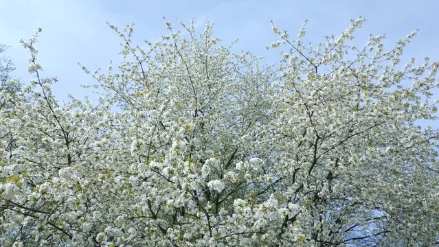 The blooming trees with white flowers in spring. Natural background.