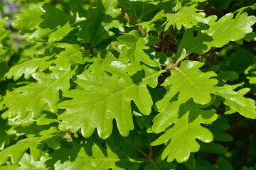 young oak leaves on a tree close-up