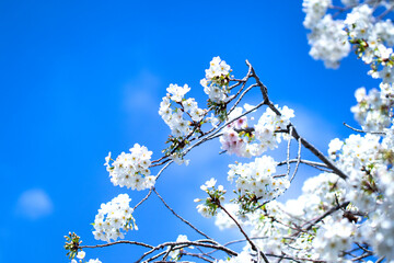 青空を背景にした真っ白な大島桜
