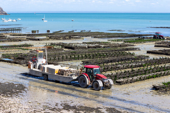 Oyster farm, Cancale, Ille-et-Vilaine, Brittany, France