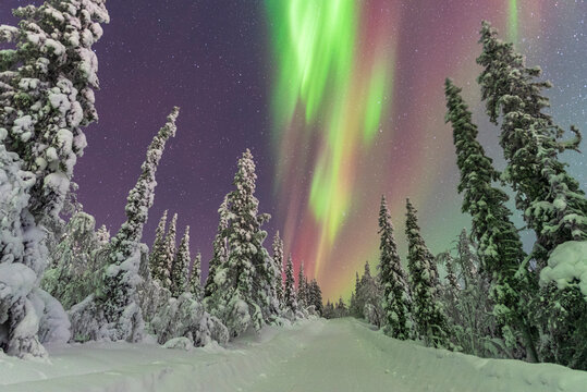 Northern Lights (Aurora Borealis) dancing in the starry night sky above the frozen forest, Tjautjas, Gallivare municipality, Norrbotten county, Swedish Lapland, Sweden, Scandinavia